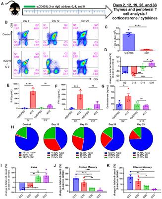 Systemic immunostimulation induces glucocorticoid-mediated thymic involution succeeded by rebound hyperplasia which is impaired in aged recipients